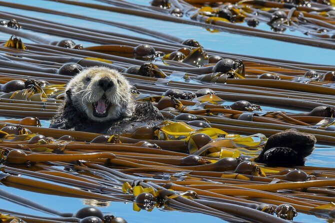 Victoria Marine Wildlife Tour - The Captain and Crew Factor: Why Tom-Style Guidance Helps