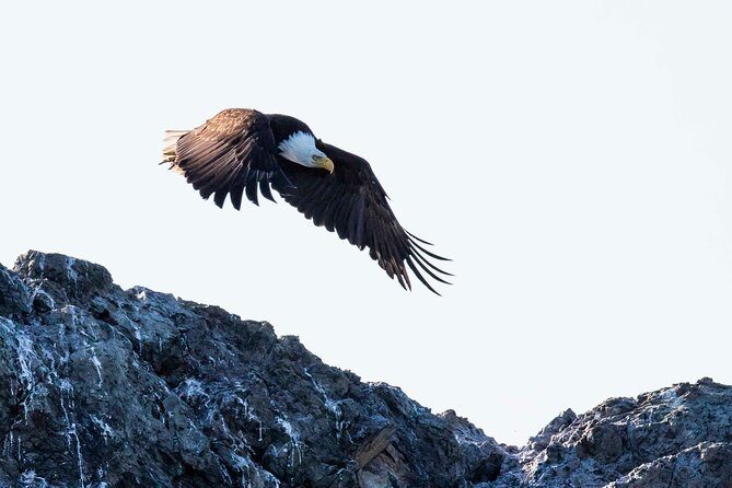 Victoria Marine Wildlife Tour - Price and What You’re Really Buying: Value at $131.43