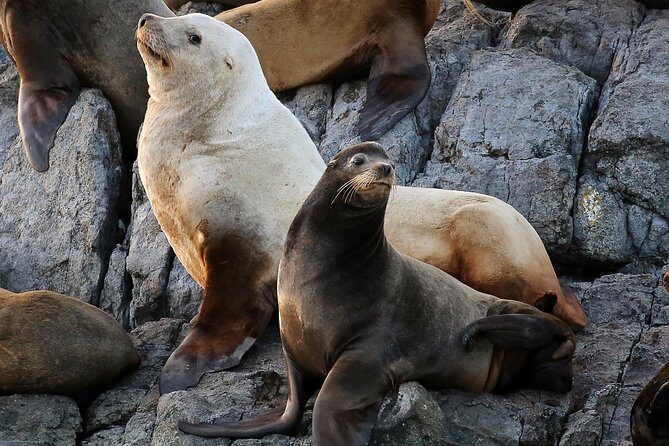 Victoria Marine Wildlife Tour - Who Should Book This Victoria Marine Wildlife Tour?