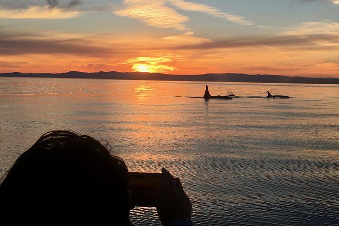 Victoria Sunset Whale-Watching Cruise - Key Highlights Worth Prioritizing