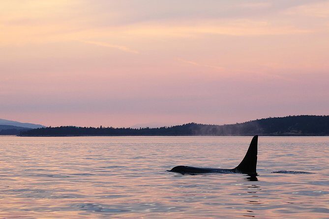 Victoria Sunset Whale-Watching Cruise - Dressing Like You Actually Mean It: Included Cold-Weather Gear