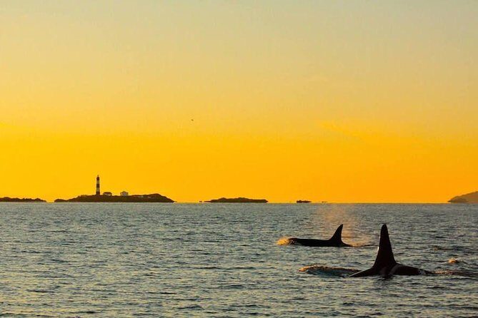 Victoria Sunset Whale-Watching Cruise - Wildlife Viewing with a Certified Naturalist: What You’ll Learn While You Look