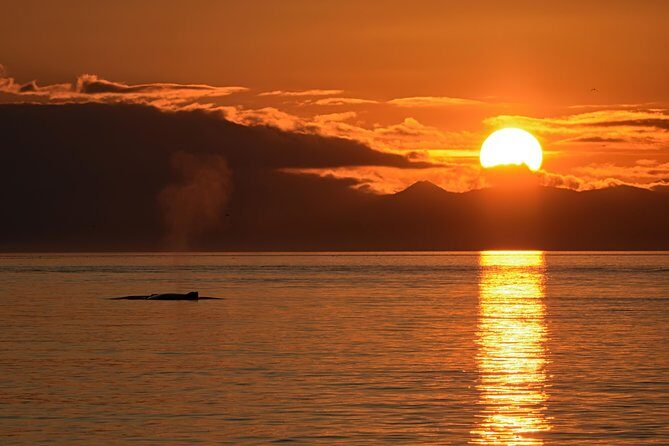 Victoria Sunset Whale-Watching Cruise - How the 3-Hour Timeline Feels: From Open Water to Harbor Lights