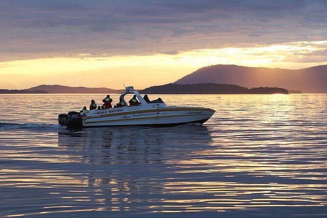 Victoria Sunset Whale-Watching Cruise - Should You Book This Victoria Sunset Whale Cruise?