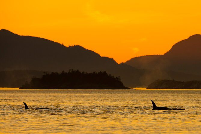 Victoria Sunset Whale-Watching Cruise - Boat Reality Check: Open Scarabs vs Semi-Covered Catamarans