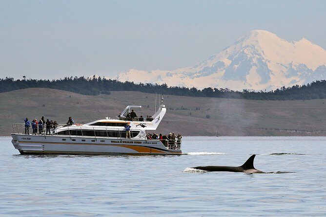 Victoria Whale and Wildlife Cruise - Quick key highlights before you book