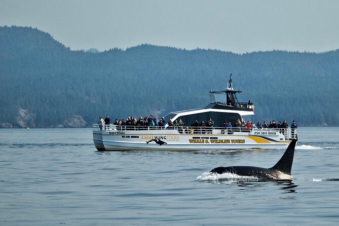 Victoria Whale and Wildlife Cruise - From Dallas Rd to open water: where your whale cruise starts