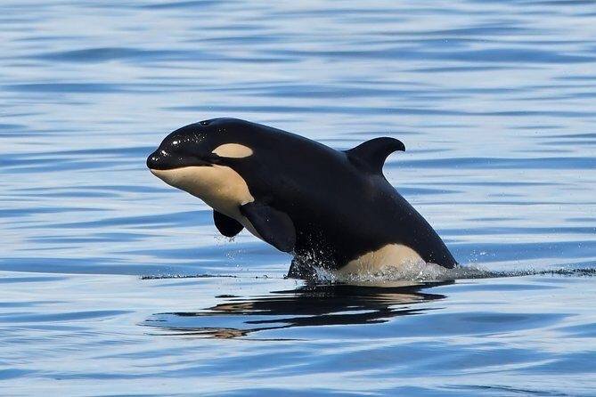 Victoria Whale and Wildlife Cruise - The whale sighting guarantee: how the free return works in real life