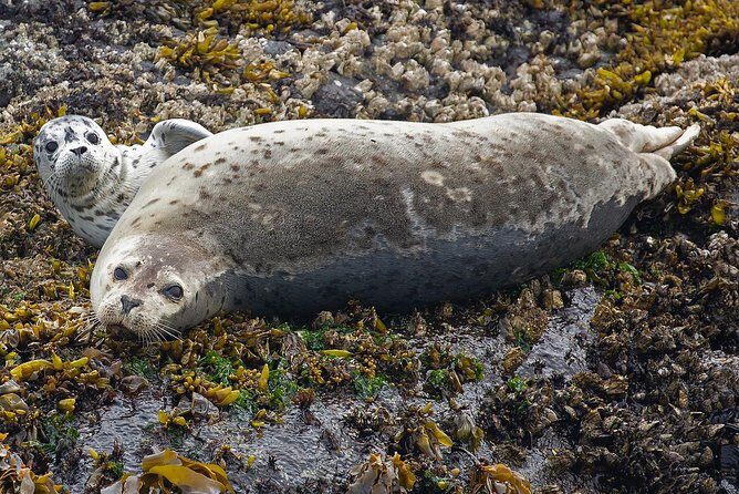 Victoria Whale and Wildlife Cruise - Beyond whales: seals, otters, eagles, and the seabird show