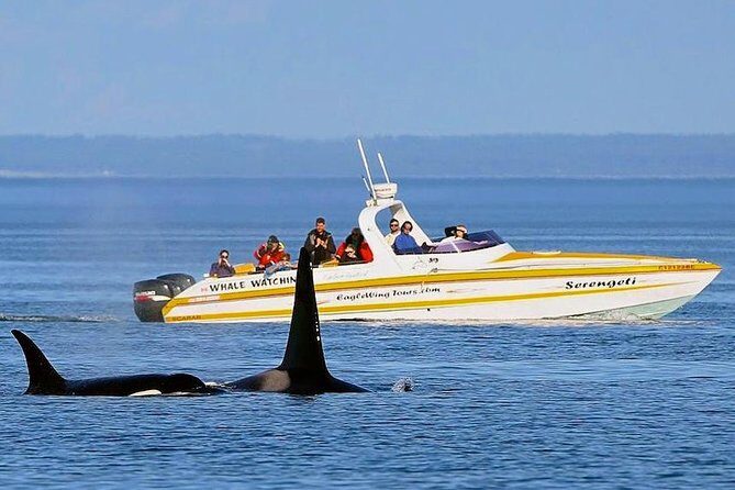 Victoria Whale and Wildlife Cruise - Boat comfort and choosing the right vessel for your body