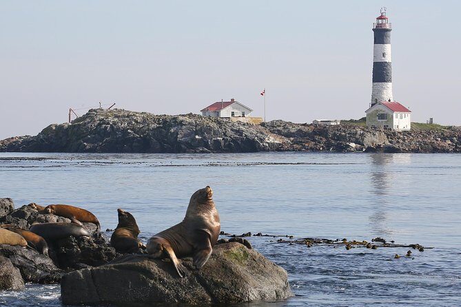 Victoria Whale and Wildlife Cruise - Naturalist narration that helps you spot what matters