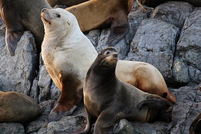 Victoria Whale and Wildlife Cruise - What to wear, what to bring, and how to stay comfortable