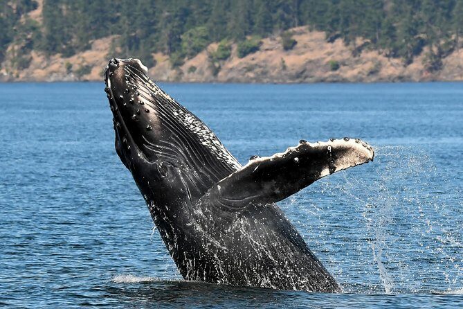 Victoria Whale and Wildlife Cruise - Price and value: why $146.17 can feel fair