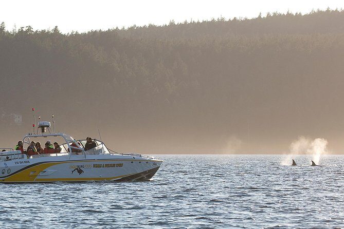 Victoria Whale and Wildlife Cruise - How the 3.5-hour hunt usually plays out on the water