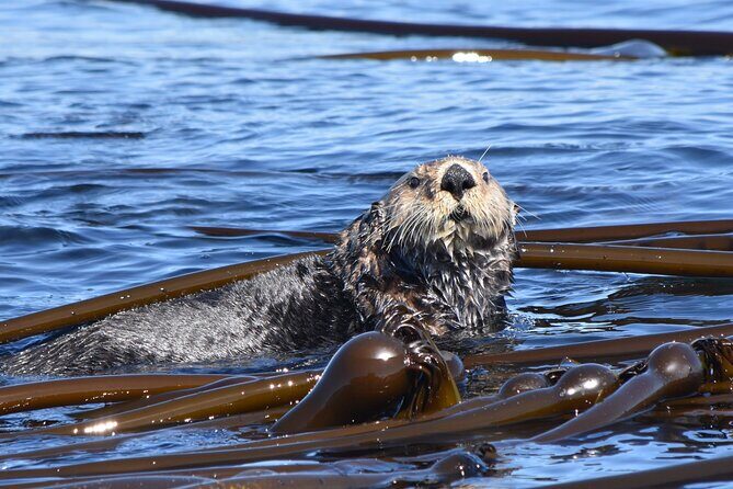 Victoria Whale Watch Tour - Why Victoria Whale Watching in the Salish Sea feels different