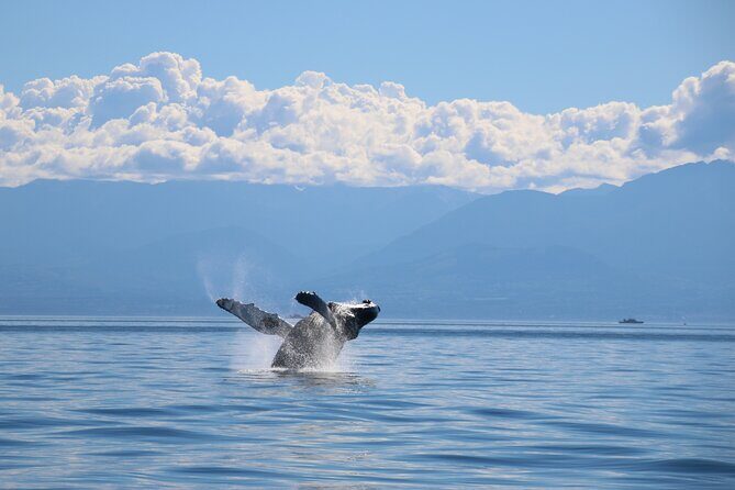 Victoria Whale Watch Tour - What you’ll look for: orcas, humpbacks, and the supporting cast