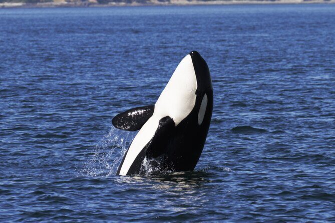 Victoria Whale Watch Tour - Naturalists and captains: how the commentary makes the boat ride better