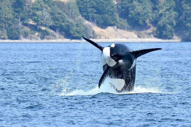 Victoria Whale Watch Tour - Price and value: is $126.92 worth it?