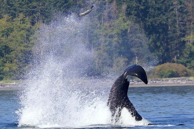 Victoria Whale Watching Cruise with Expert Naturalists - The route from Five Star Whale Watching to Victoria: your first big “scan”