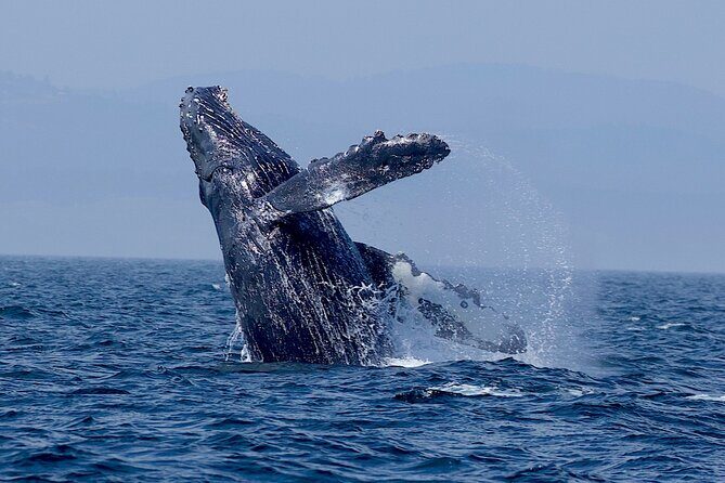 Victoria Whale Watching Cruise with Expert Naturalists - What you might see: orcas, humpbacks, minke, and the smaller stars