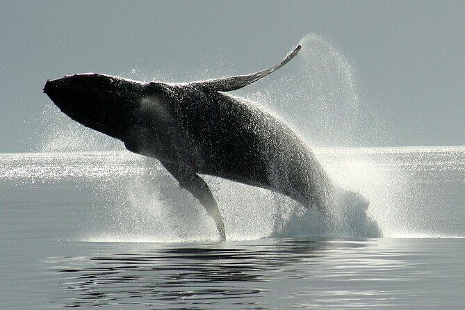 Victoria Whale Watching Cruise with Expert Naturalists - The boat ride reality: comfy, but plan for wind and spray