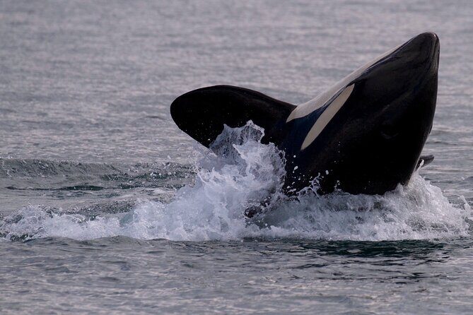 Victoria Whale Watching Cruise with Expert Naturalists - Price and value: is $134 a smart spend?