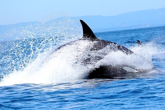 Victoria Whale Watching Cruise with Expert Naturalists - Who should book this Victoria whale watching cruise