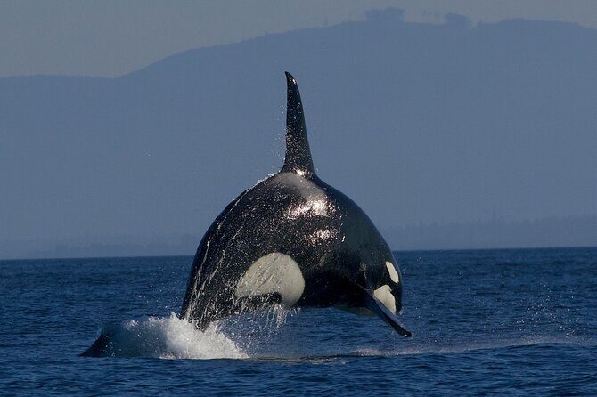 Victoria Whale Watching Cruise with Expert Naturalists - Should you book this whale watch out of Victoria?