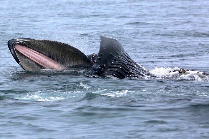 Victoria Whale Watching Cruise with Expert Naturalists - Cruising toward Vancouver Island: when sightings usually start stacking up