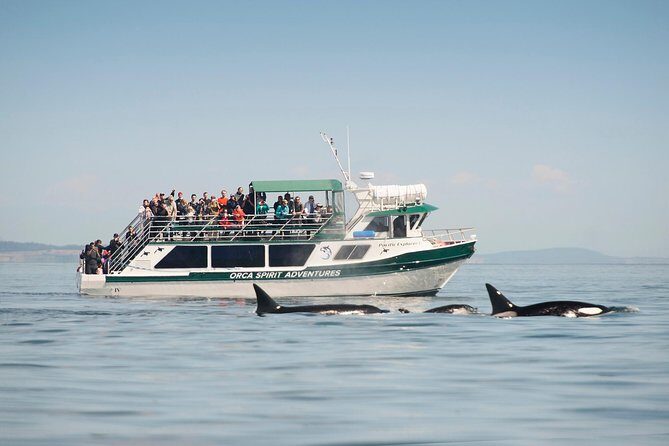 Victoria Whale Watching Tour on a Covered Vessel - Key things that make this tour worth your time