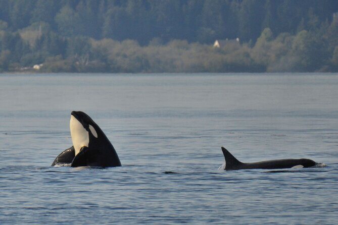 Victoria Whale Watching Tour on a Covered Vessel - How the crew boosts your odds of real sightings