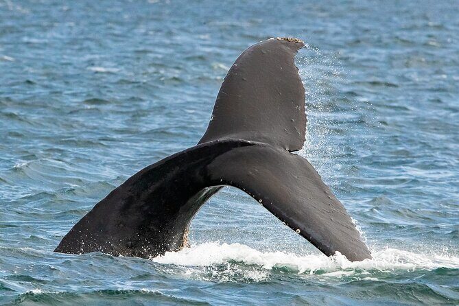 Victoria Whale Watching Tour on a Covered Vessel - Morning vs afternoon departure: picking the right time window