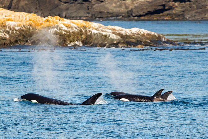Victoria Whale Watching Tour on a Covered Vessel - What to bring: the “stay warm and stay watching” checklist
