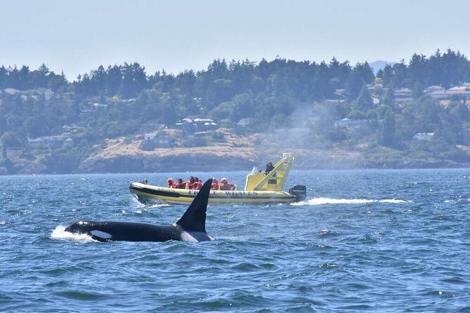 Victoria Zodiac Boat Whale Watching Adventure - Victoria Harbour Zodiac: The vibe you’re really buying