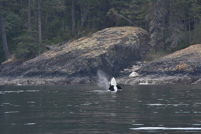 Victoria Zodiac Boat Whale Watching Adventure - Choosing the right day (and dressing like you mean it)