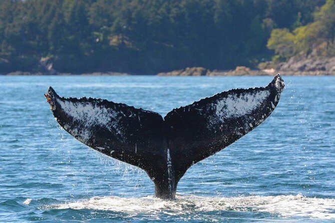 Victoria Zodiac Boat Whale Watching Adventure - Best fit: Who should book this Zodiac whale watching trip