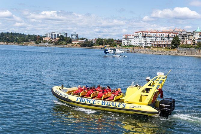 Victoria Zodiac Boat Whale Watching Adventure - Should you book Victoria Zodiac whale watching with Prince of Whales?
