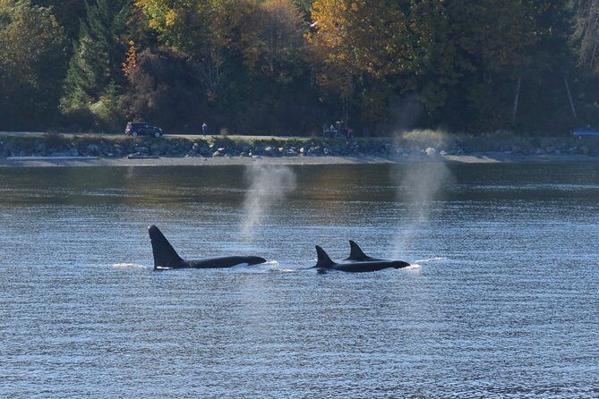 Victoria Zodiac Boat Whale Watching Adventure - Your 3-hour flow on the water (and what to expect)