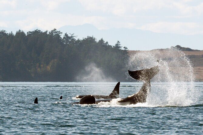 Whale Watching Adventure Vancouver - Key highlights you’ll care about
