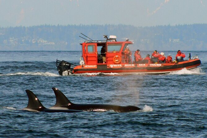 Whale Watching Adventure Vancouver - What You’re Actually Hunting For Off the BC Coast