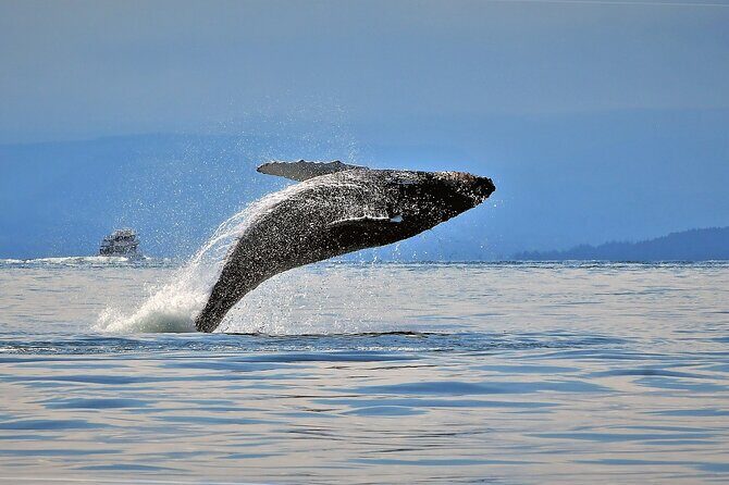 Whale Watching Adventure Vancouver - Price and Value: What $202.77 Buys You Here
