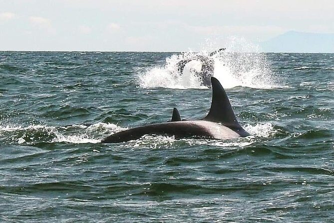 Whale Watching Adventure Vancouver - On the Water: What the Boat Day Feels Like