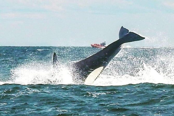 Whale Watching Adventure Vancouver - Gulf Islands National Park Reserve Stop: Why It’s More Than a Photo Break