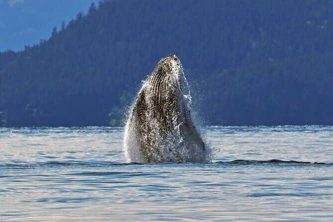 Whale Watching Adventure Vancouver - Gear That Actually Helps: Suits, Gloves, and Staying Useful on Deck