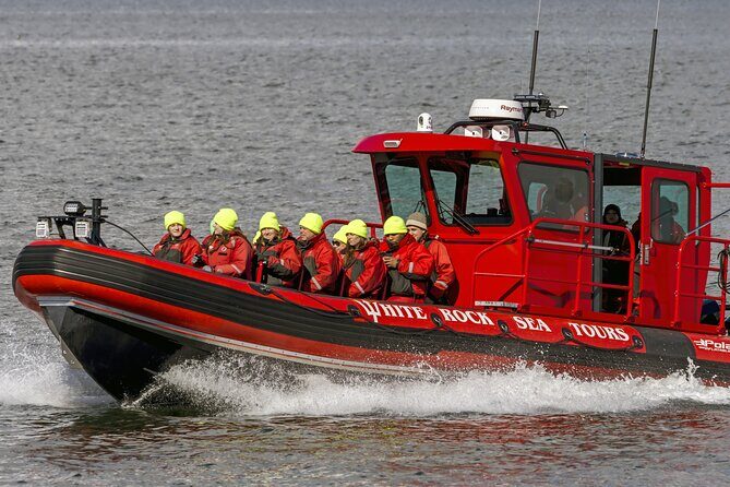 Whale Watching Adventure Vancouver - The Sighting Guarantee: What You Should Expect If It’s Slow