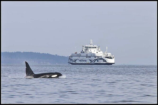 Whale Watching Adventure Vancouver - Who This Tour Fits Best (And Who Might Want Another Plan)