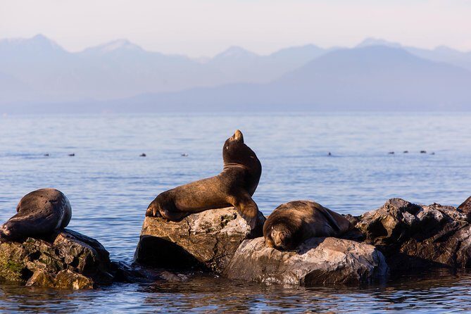 Whale-Watching Tour from Vancouver - The Wildlife Search: Orcas, Humpbacks, Seals, and Eagles