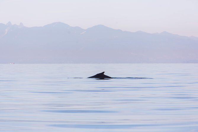 Whale-Watching Tour from Vancouver - Who Should Book This Whale-Watching Cruise (and Who Should Rethink)