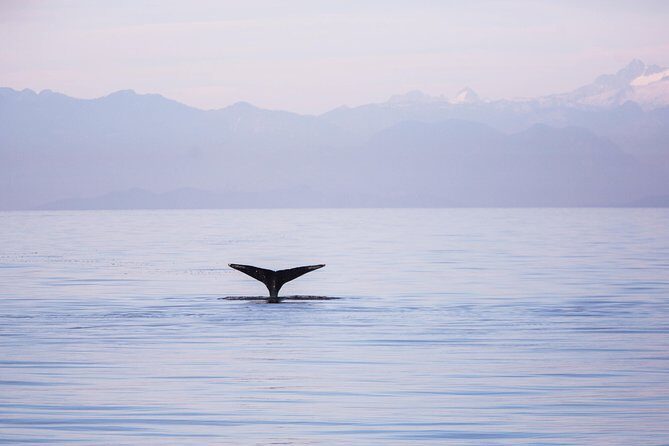 Whale-Watching Tour from Vancouver - Boarding Day: What to Expect on the Modern Vessel