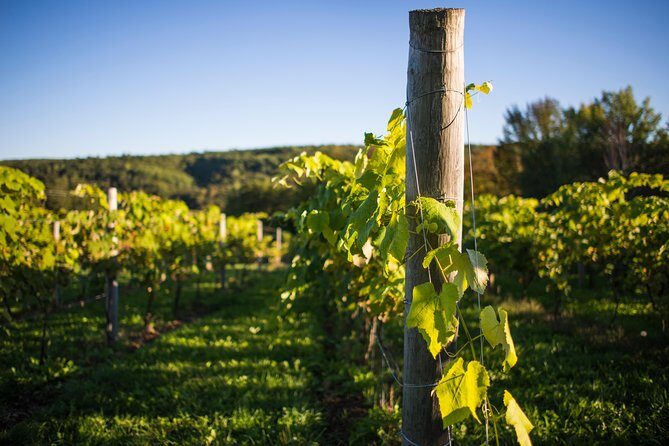 Wine and Lunch Escape - Small group energy and guides like Colleen, JD, and Angela